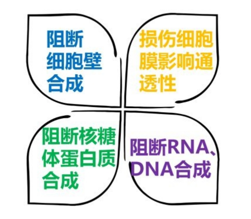 抗生素的種類和作用機理