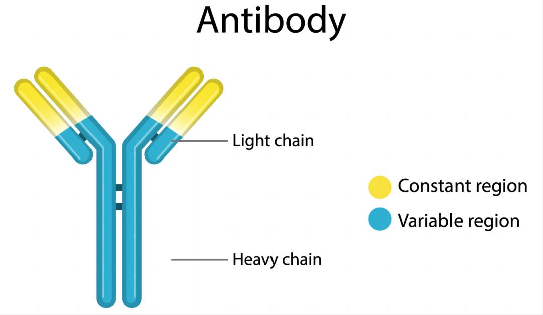單克隆抗體是什么